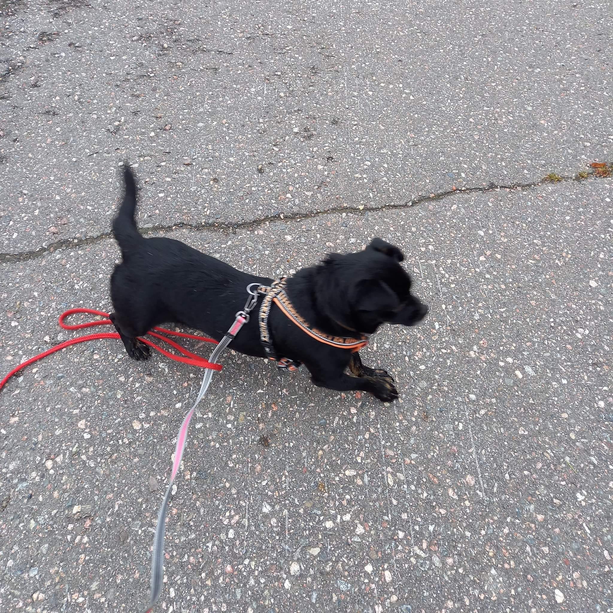 Fruzi