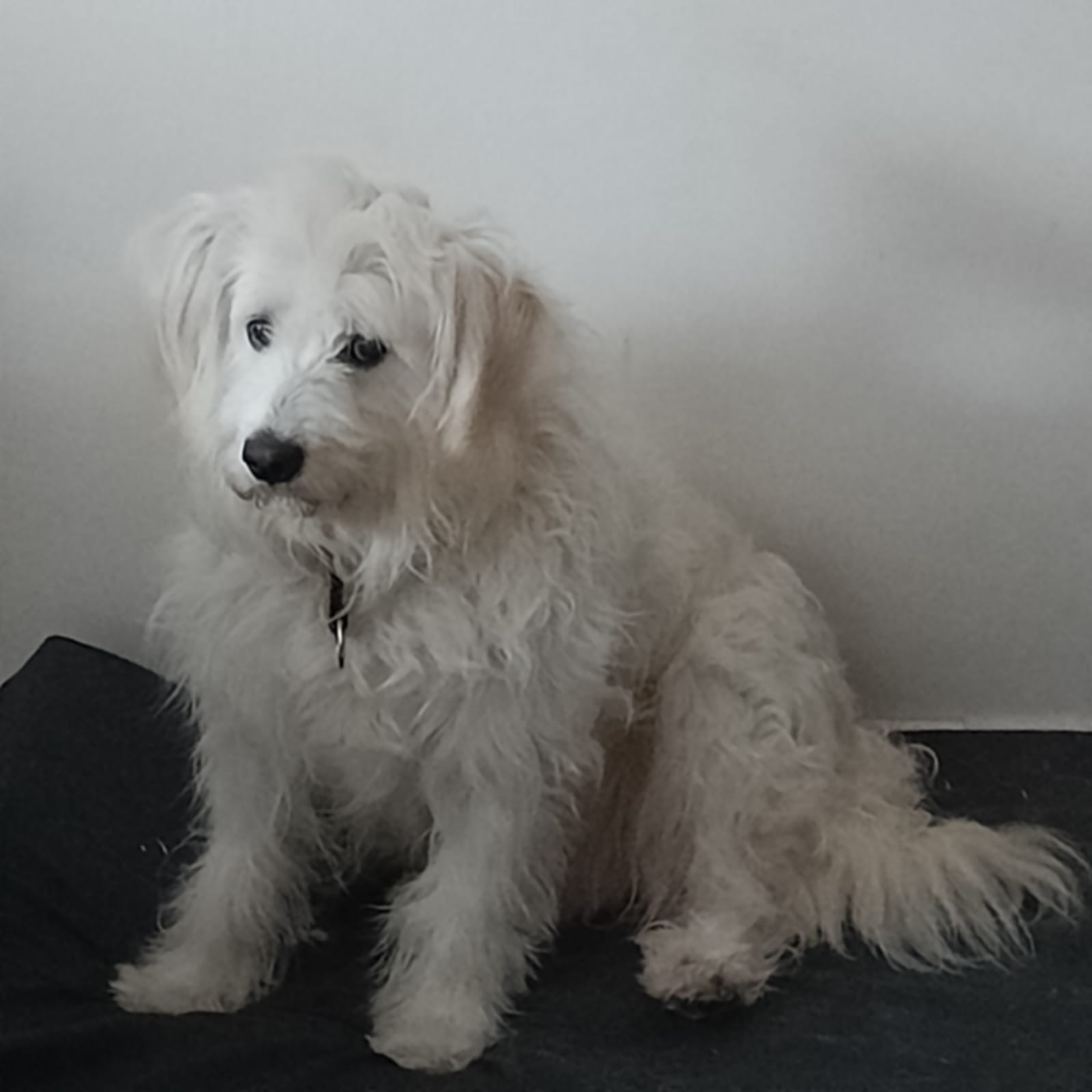 Rölli